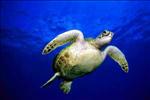 scuba diving with turtles